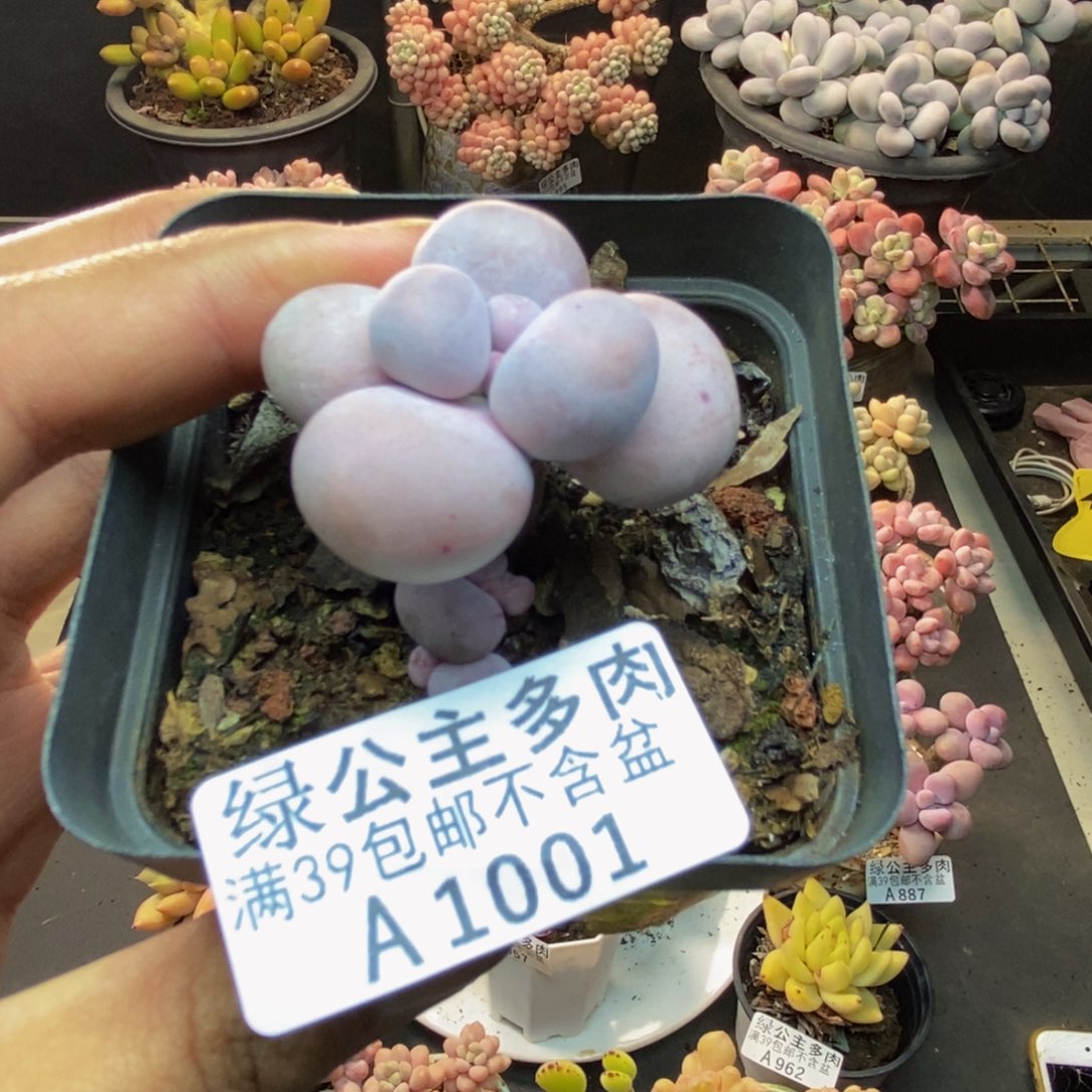 001橙奶多肉肉2c m