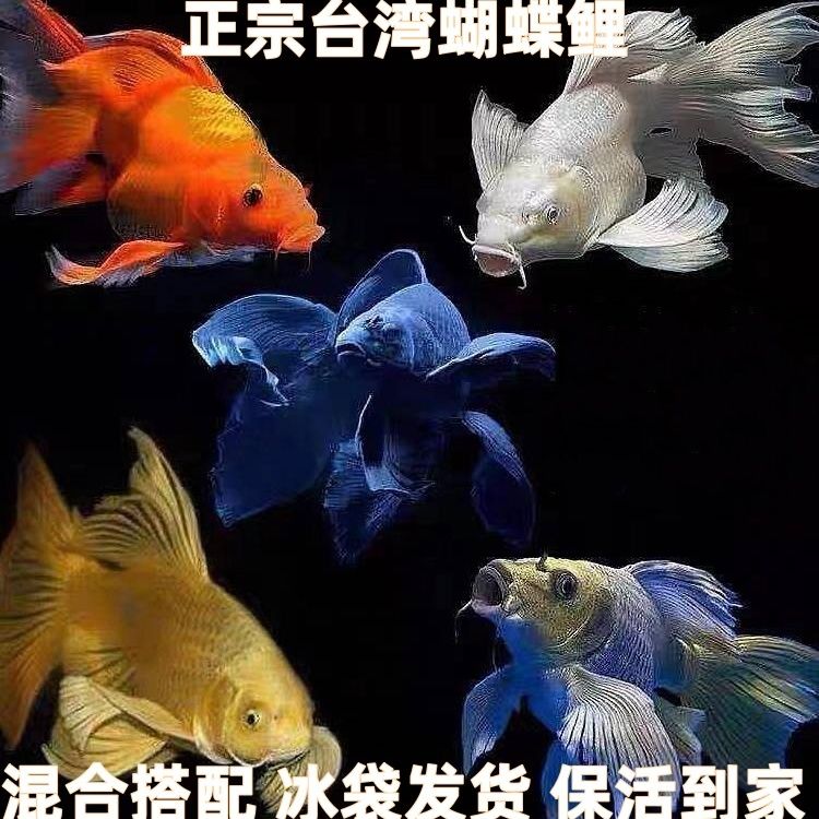 【改价专用链接】蝴蝶鲤球体短身普身观赏鱼