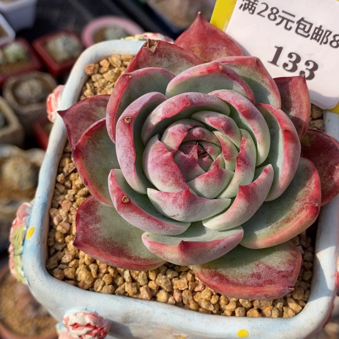 8133精控惊鸿仙子多肉