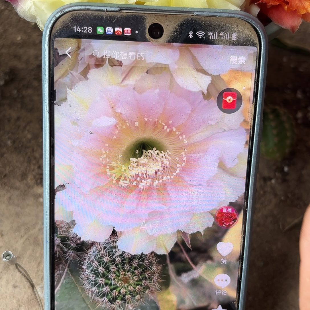 A12无根侧牙四公分