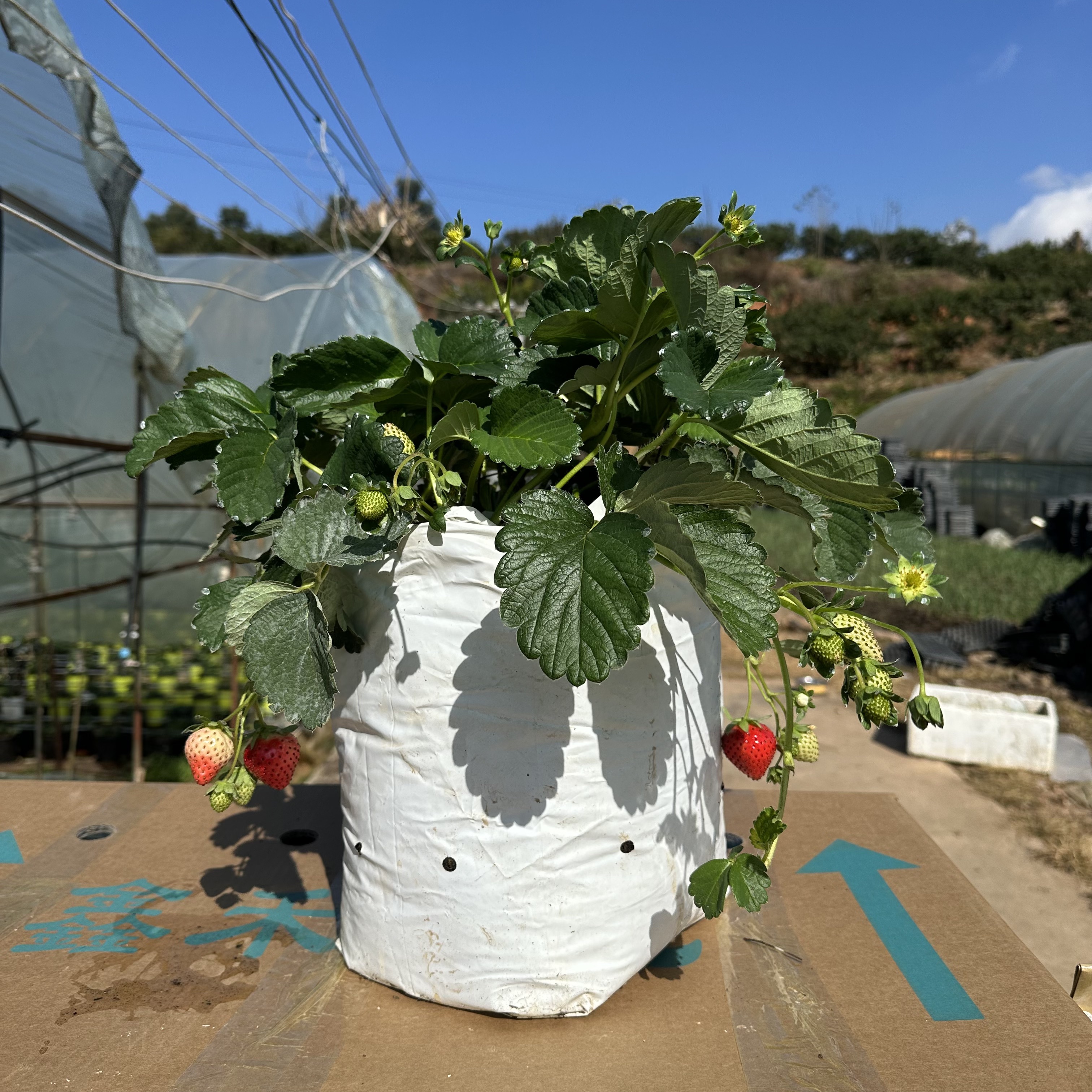 10升草莓盆栽（冰糖心）带袋带土 带花苞青果发货 （果子不售后）