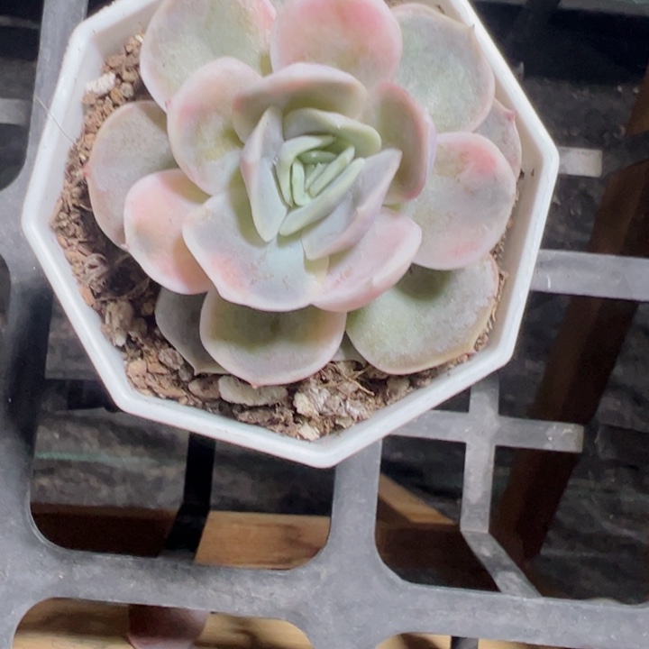 不***猫蓝色惊喜精品多肉