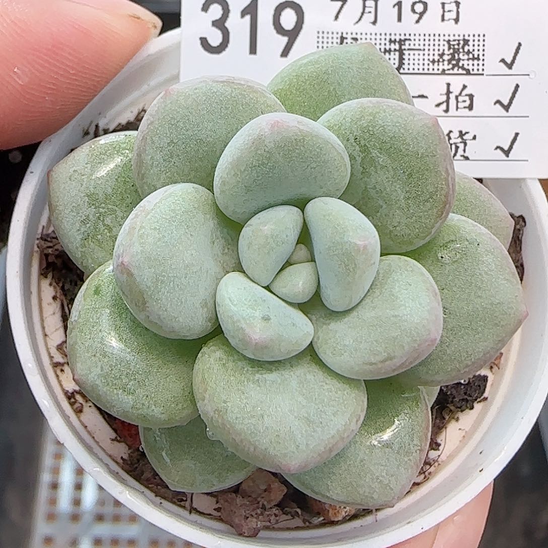 多肉0719-319泡泡糖