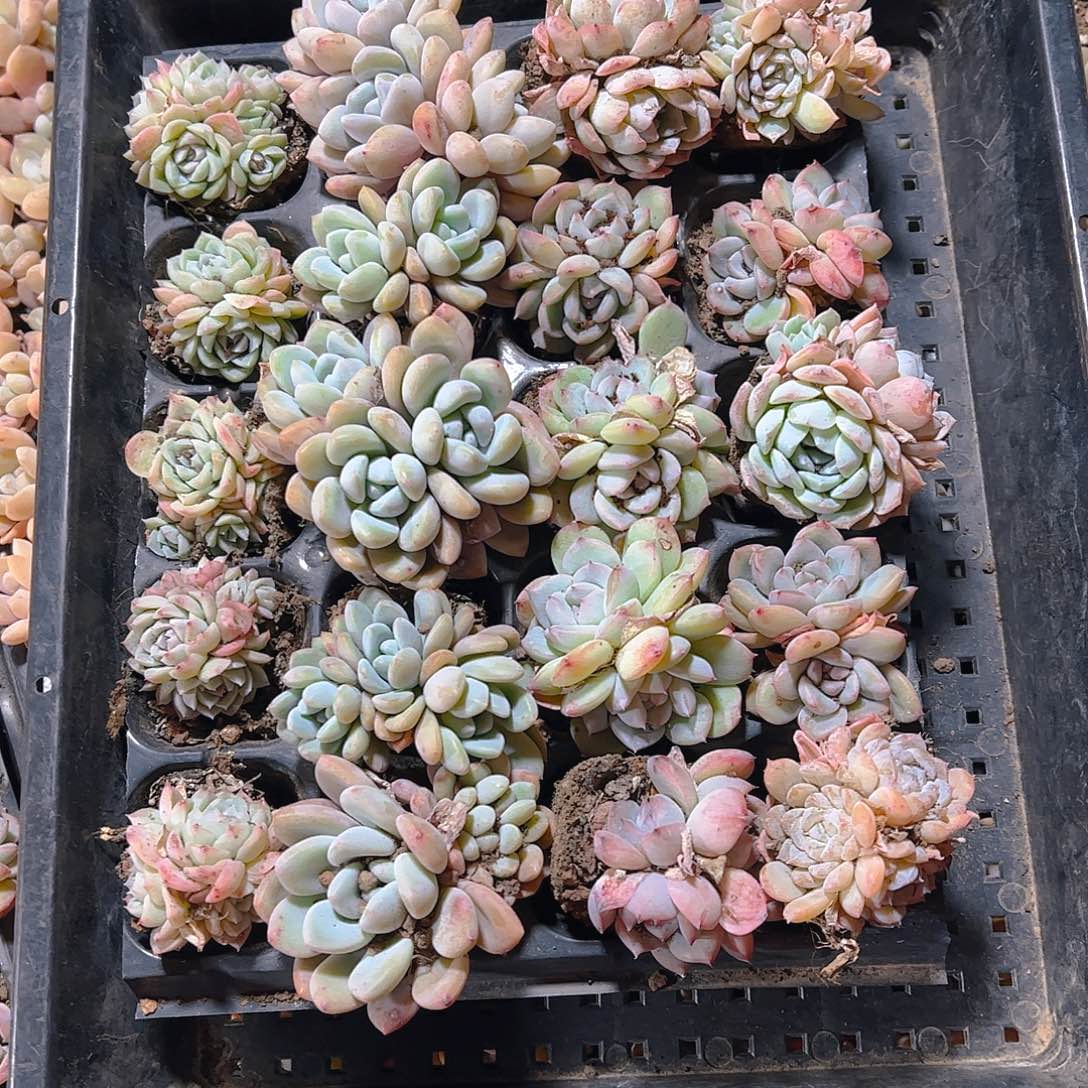 直播福利一物一拍192