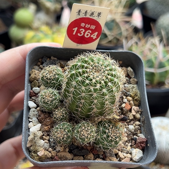 丽花丸群一棵5.5cm