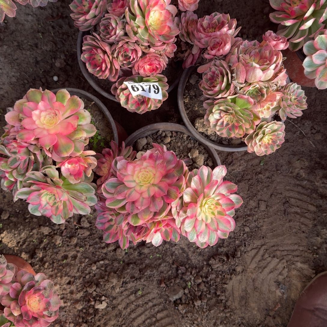 法师倾城五颗 16-46 6179