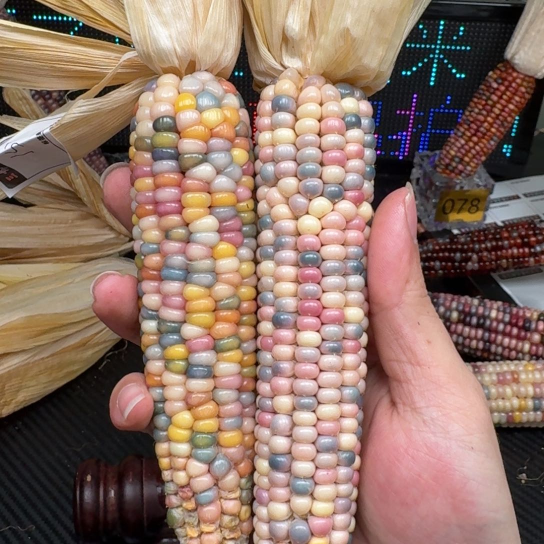 柏香籽/百香籽吊坠暖***子