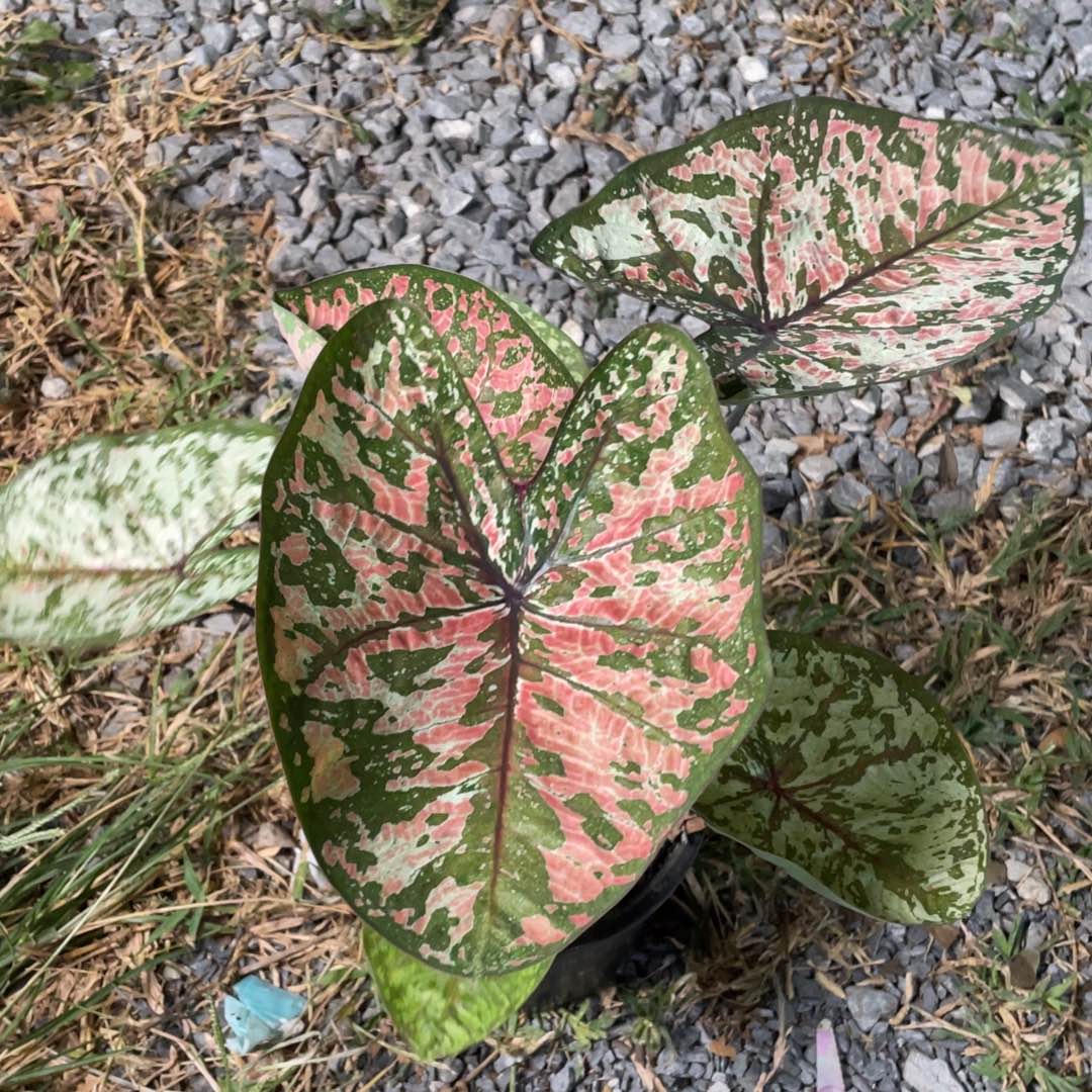 无花朵D320新品种子