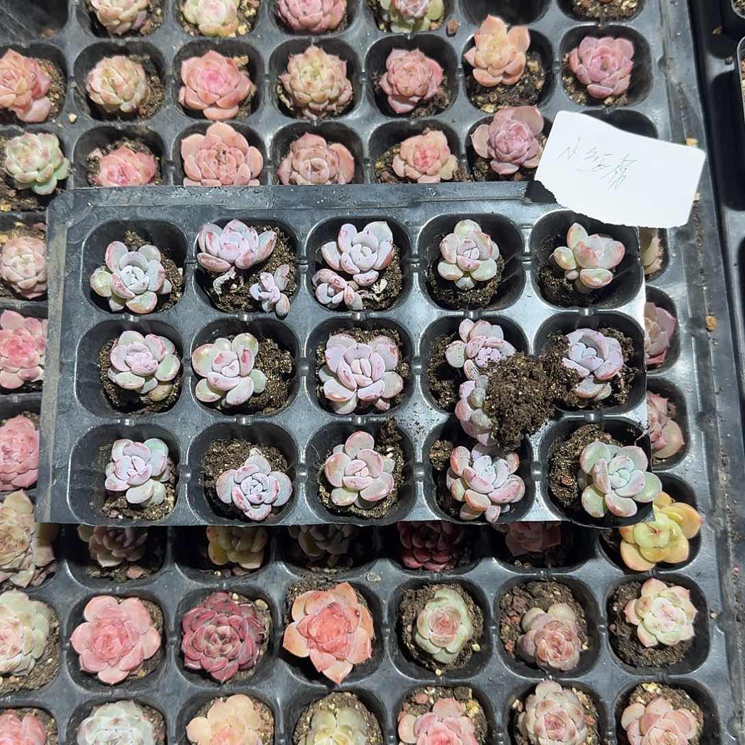 小红花一物一拍专拍