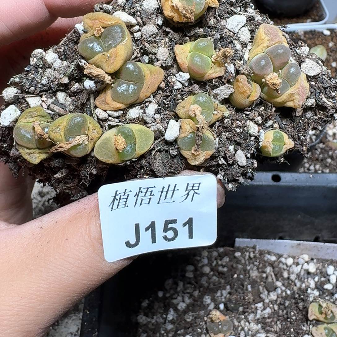 151盒多肉植物哇cv