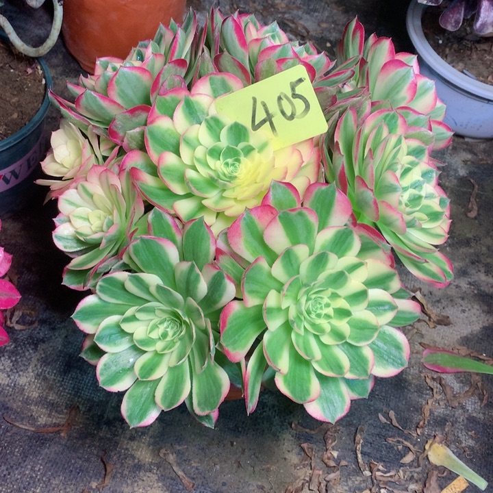 405海王多肉一物一拍～