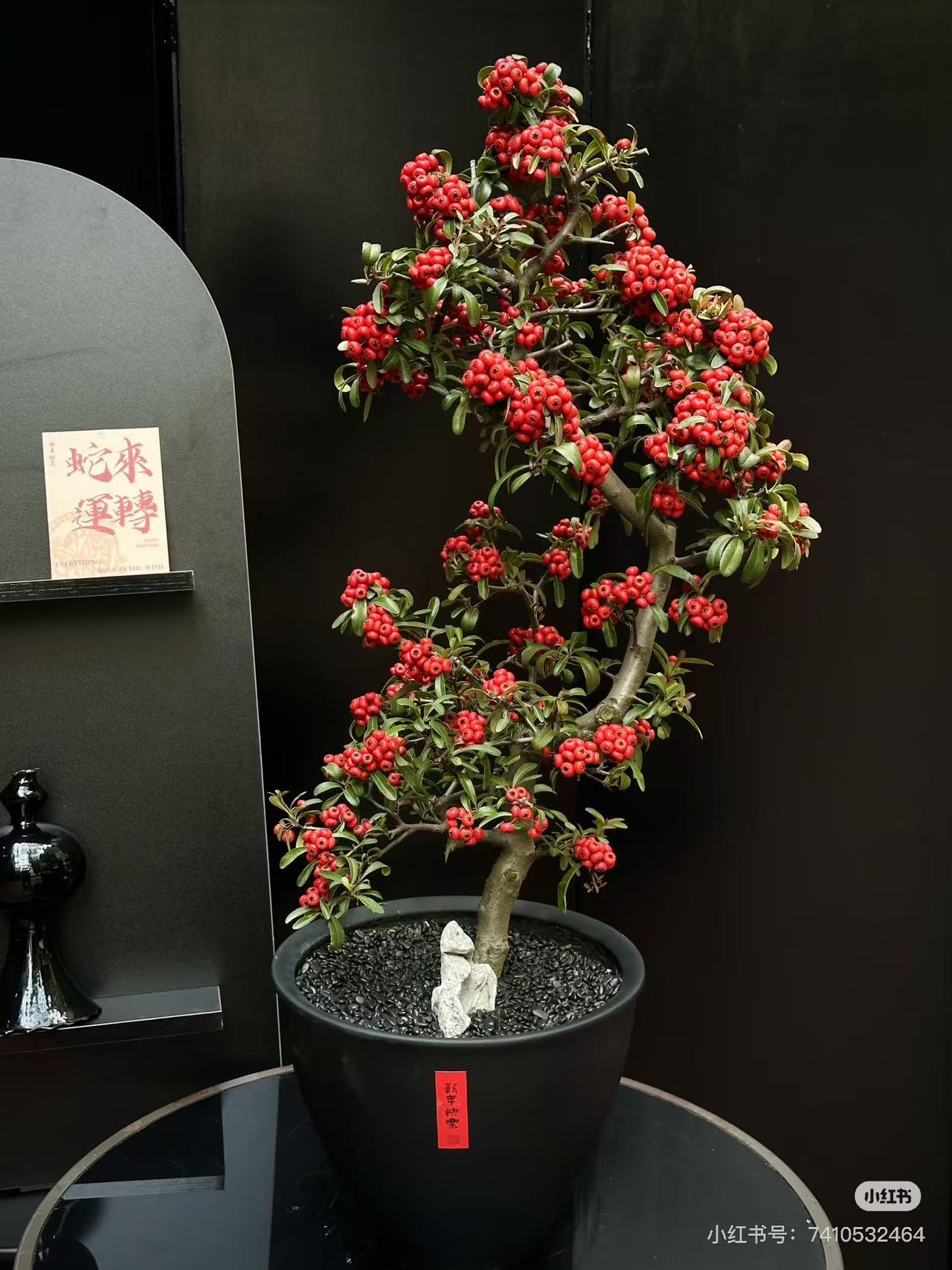 火棘吉祥果盆景树桩四季常青观果观花室内外带果发货19点8