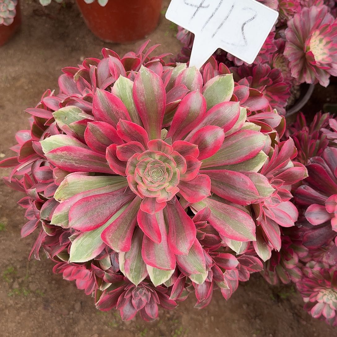 4113浣纱多肉法师多肉