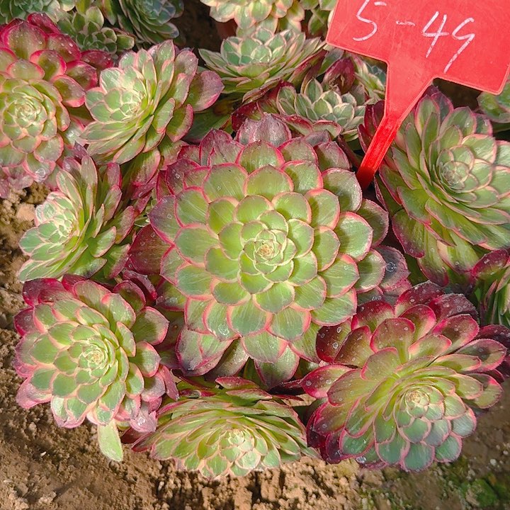 5+49莲花座多肉法师