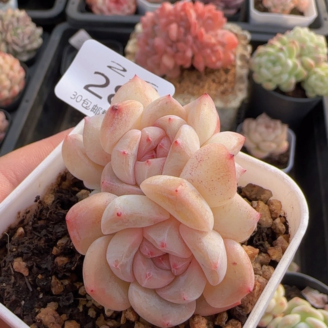 五头朵朵太妃糖一颗