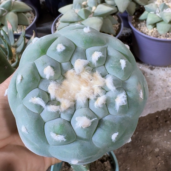 0722苗接白肌大仙仙人球