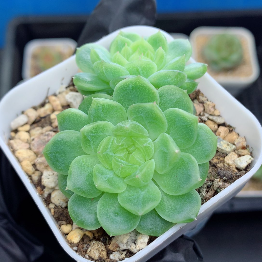 58包邮  群生不包整泼富34