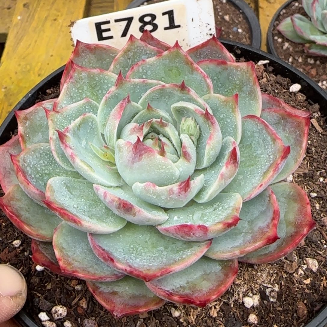 圆脸拉丝惊鸿一物一拍包装收缩花旱781