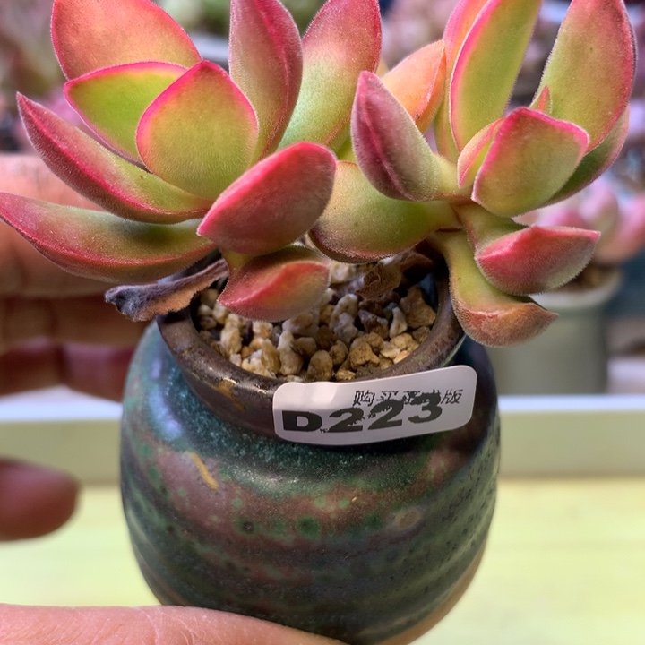 D223一物一拍带盆