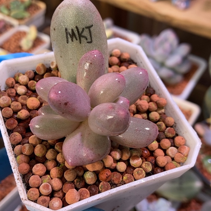 米可奶酪锦多肉植物