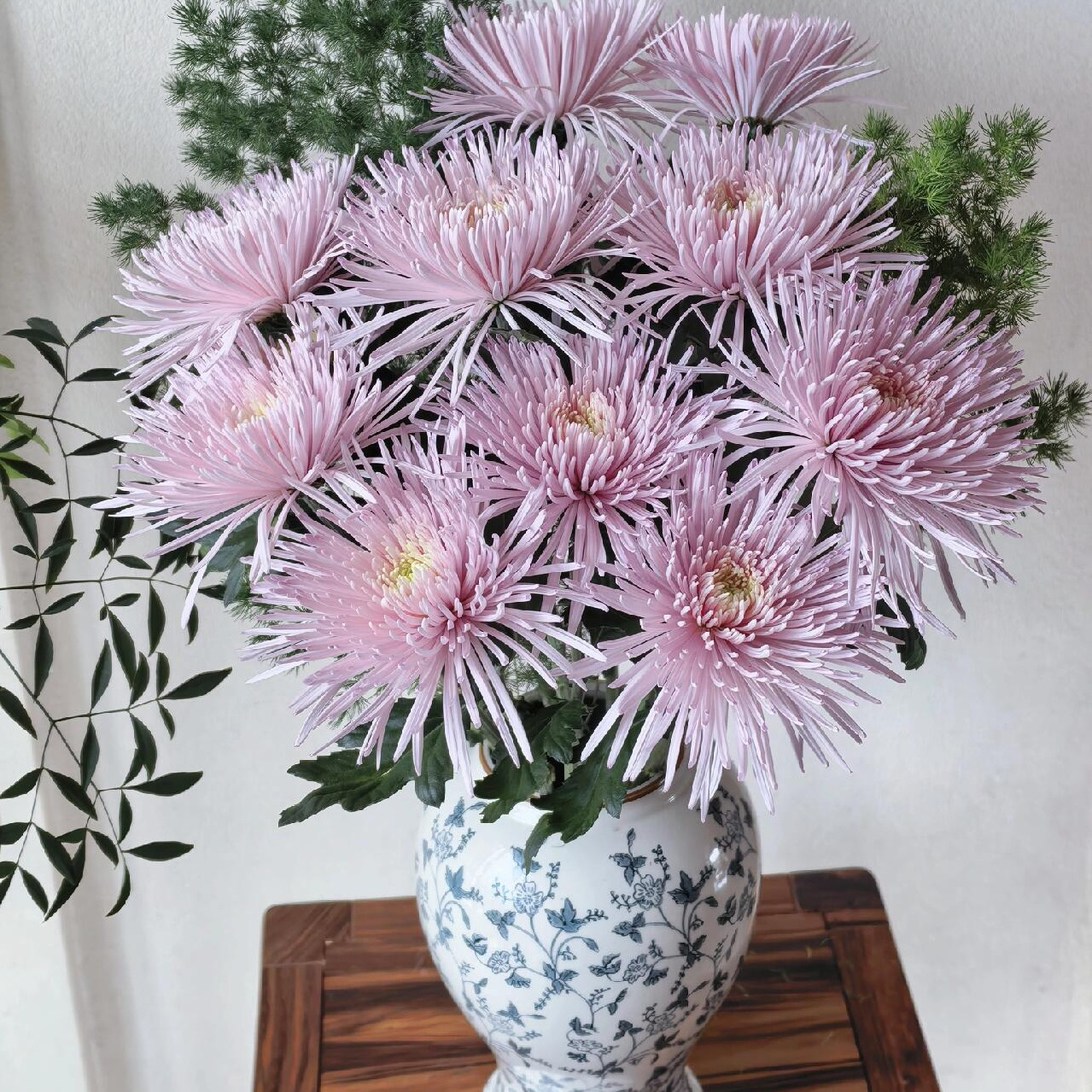 粉色烟花菊单头菊花夏日耐养鲜花水养