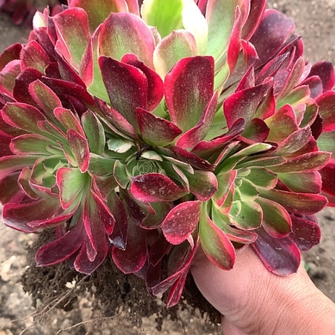 123玉姿多肉植物