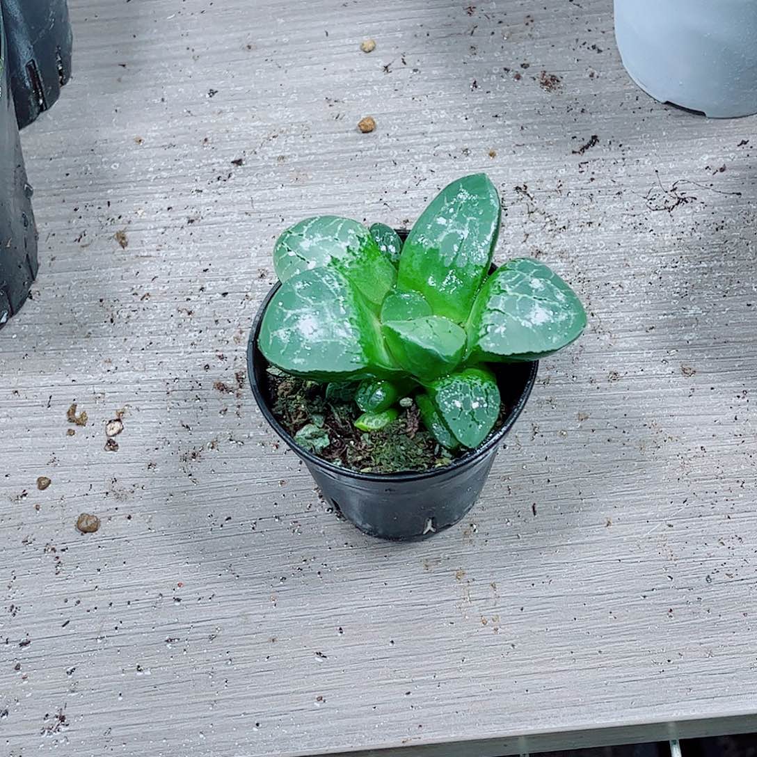 水晶克玉露一勿一拍