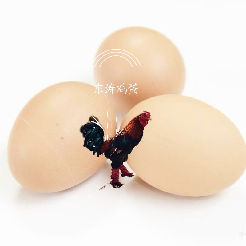 新鲜蛋东涛鸡蛋种蛋早上现捡蛋好吃又营养可孵化