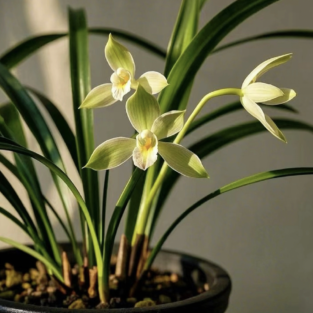 直播间兰花一物一拍所见所得