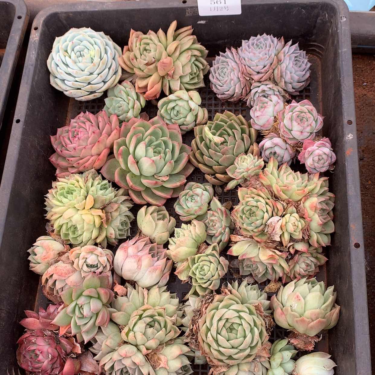 【闪购商品】云561号