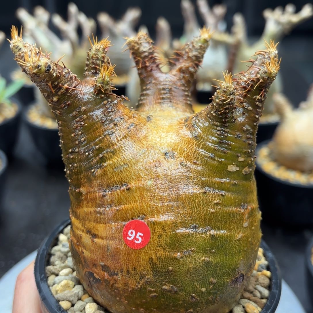 象牙宫免费寄养包活