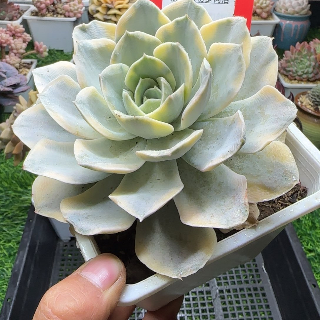 解忧植物多肉编号78