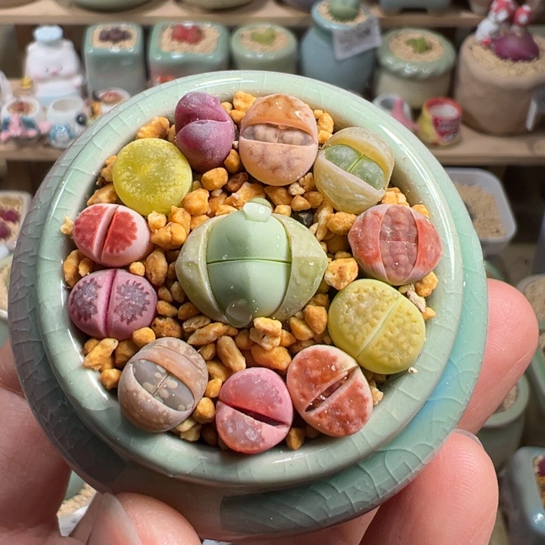 多肉植物111号拼盘