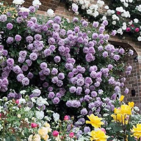 【蓝色阴雨】藤本月季当年开花月季花苗庭院植物送肥料