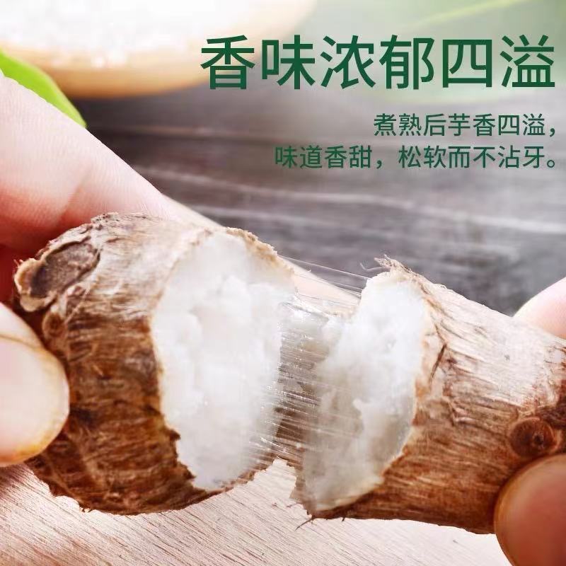 山东沙地香糯牛奶芋头新鲜现挖农家自种毛芋头