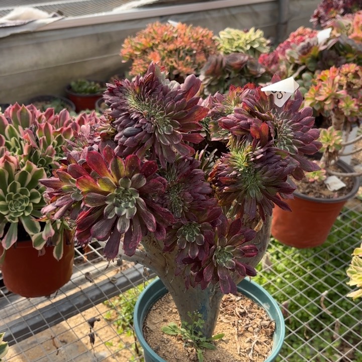 水墨画坠多肉法师2085