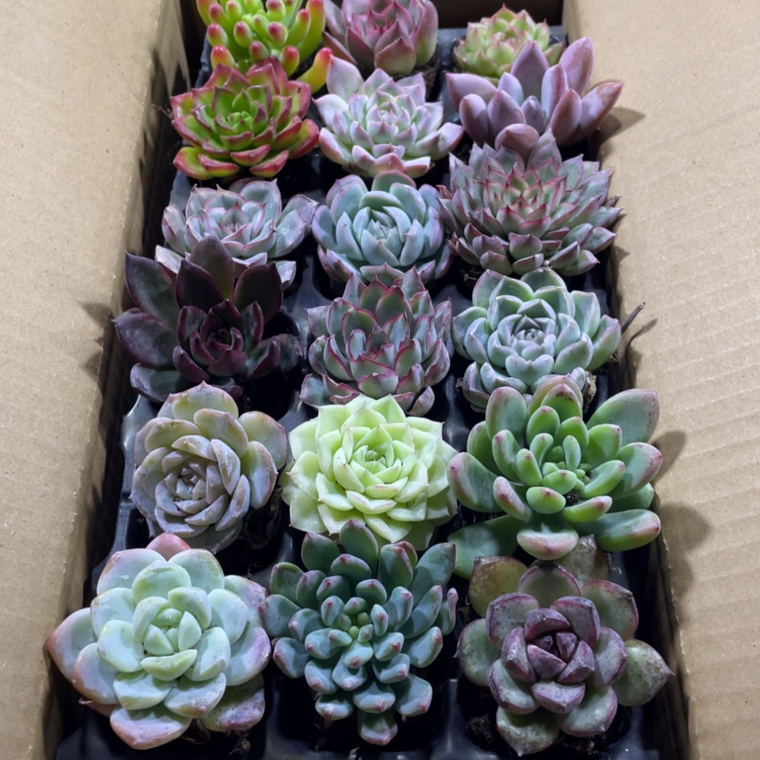 十八颗不重合小精品001