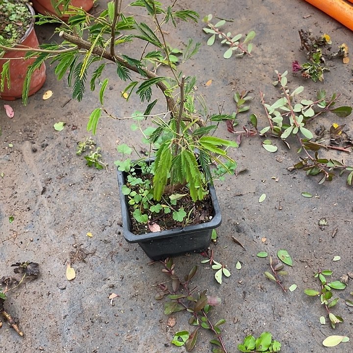錫****无花朵20菊花菊花菊花菊花