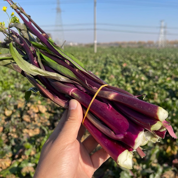 湖北农家红菜苔自种露天新鲜现摘紫菜红子时令蔬菜脆嫩清甜