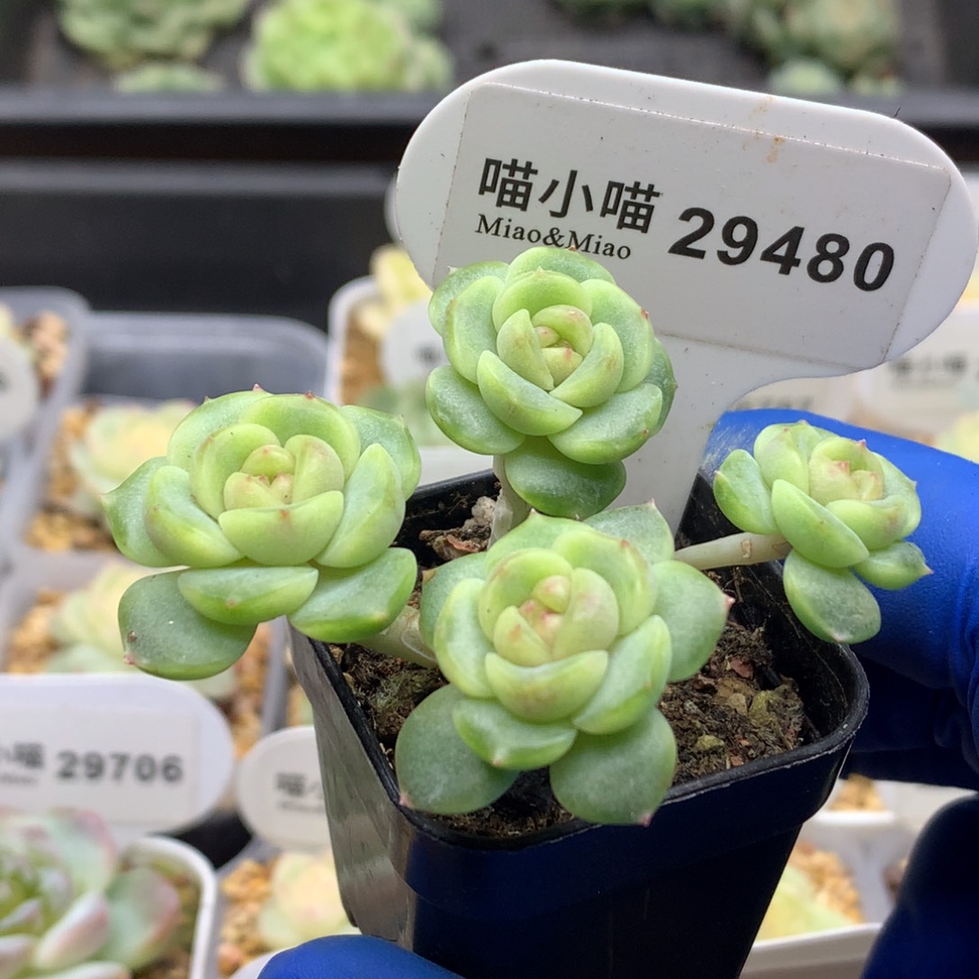 多肉植物杂交珍妮