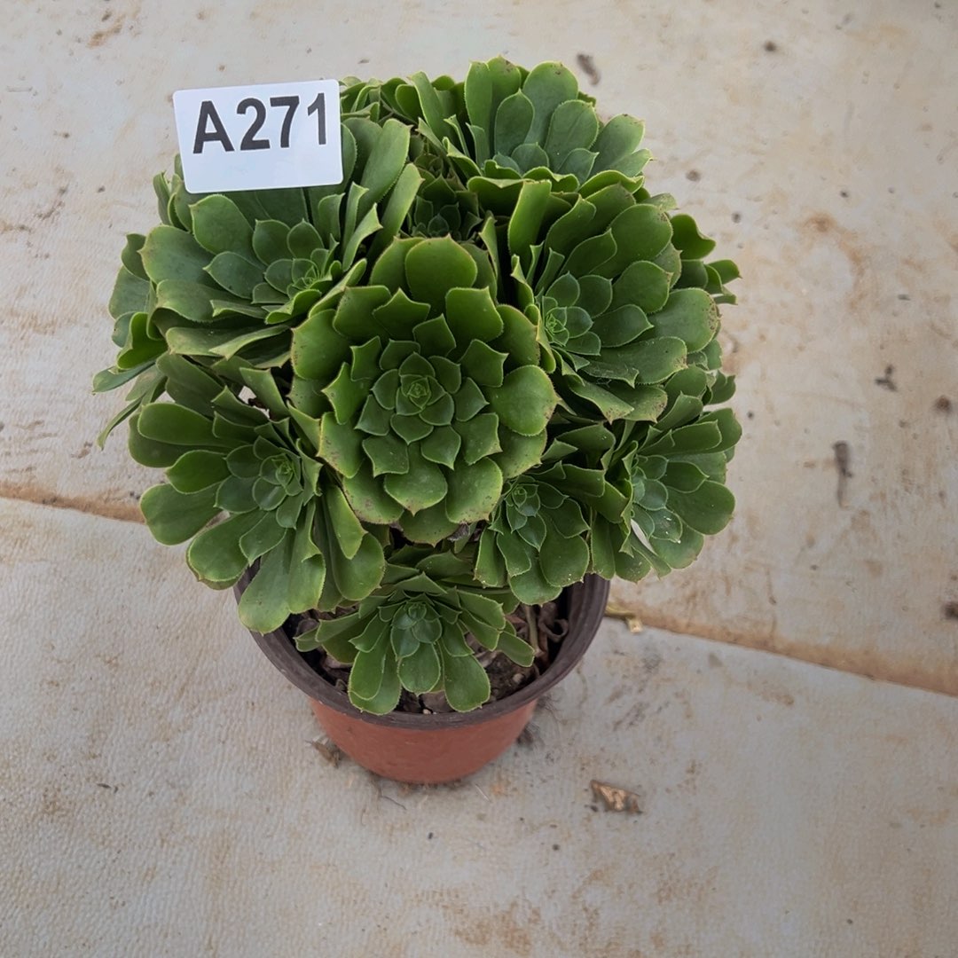 相***晚无花朵绿玫瑰法师271