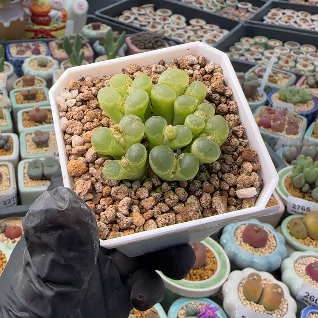 2766-一物一拍 带盆