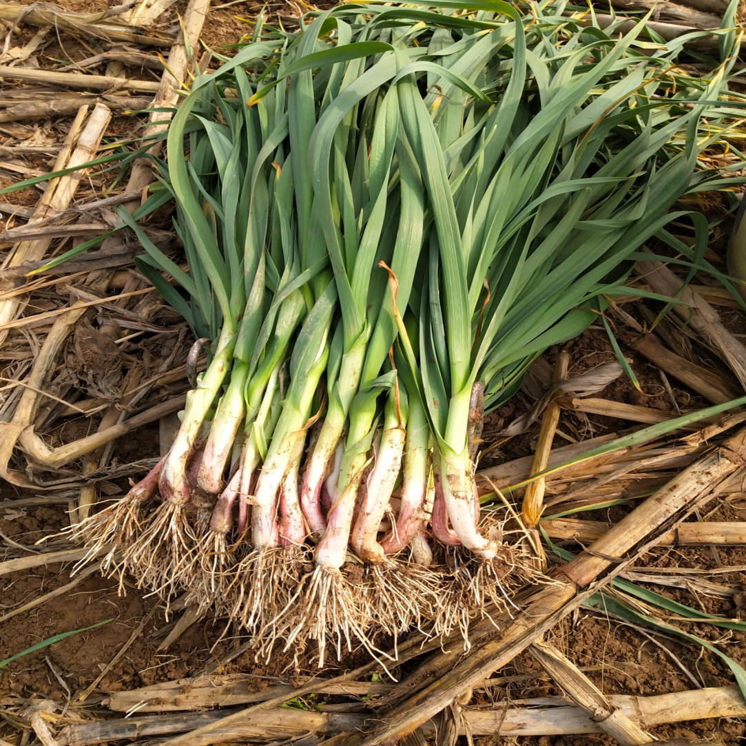 湖北农家新鲜红皮香蒜2-3斤蔬菜包邮现采现摘