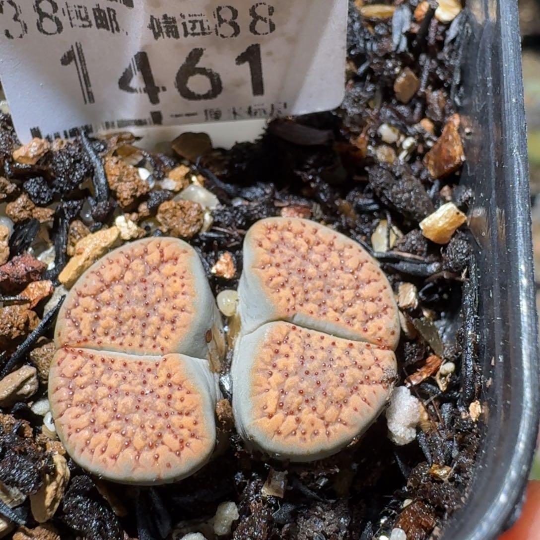 Sss清啊便宜出1461