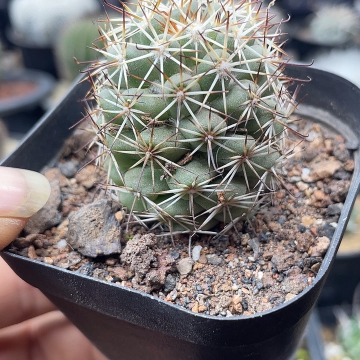 蓬莱宫这颗包邮发货