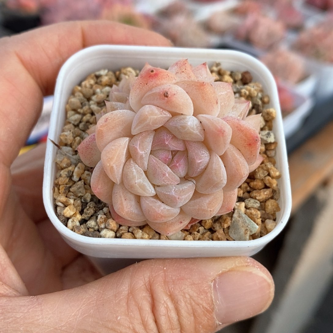 精品多肉一物一拍不包整123