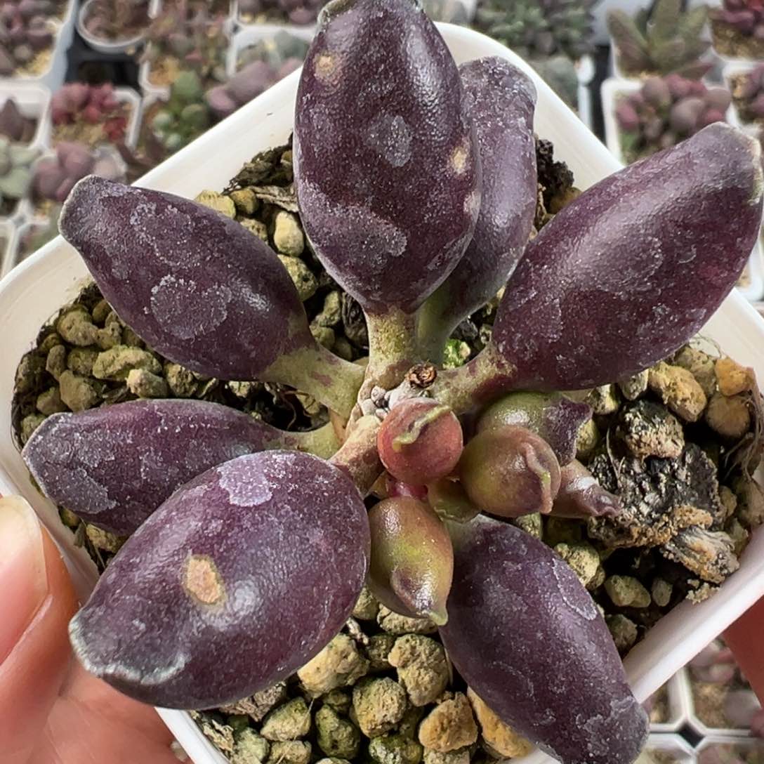 全紫海豹多头纯木质桩多肉植物