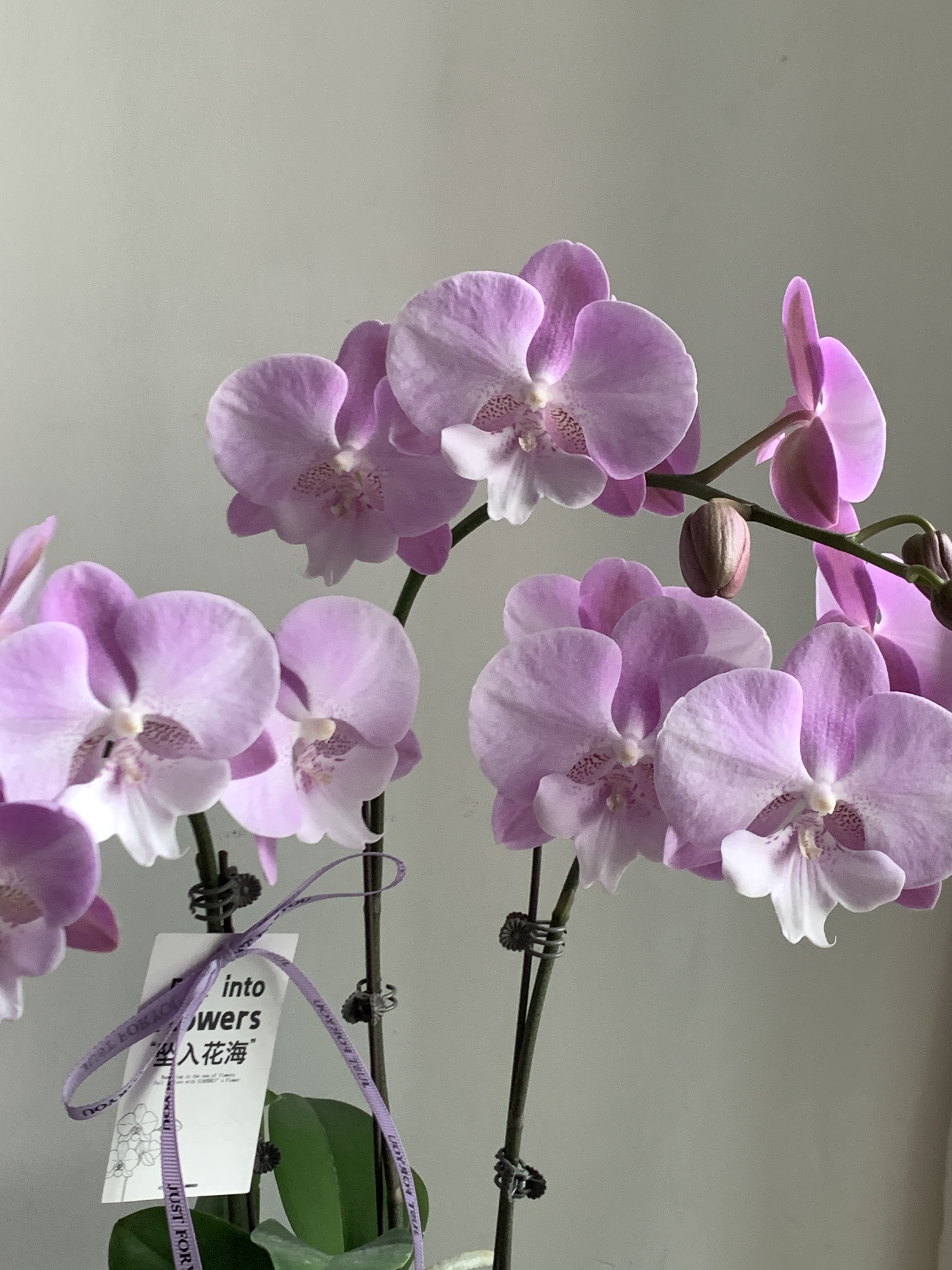 【梦幻芭比】AA级蝴蝶兰小水甄选 粉色少女心家居装饰可爱