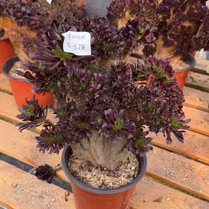 579 黑发缀宽25 公分不售后多肉植物