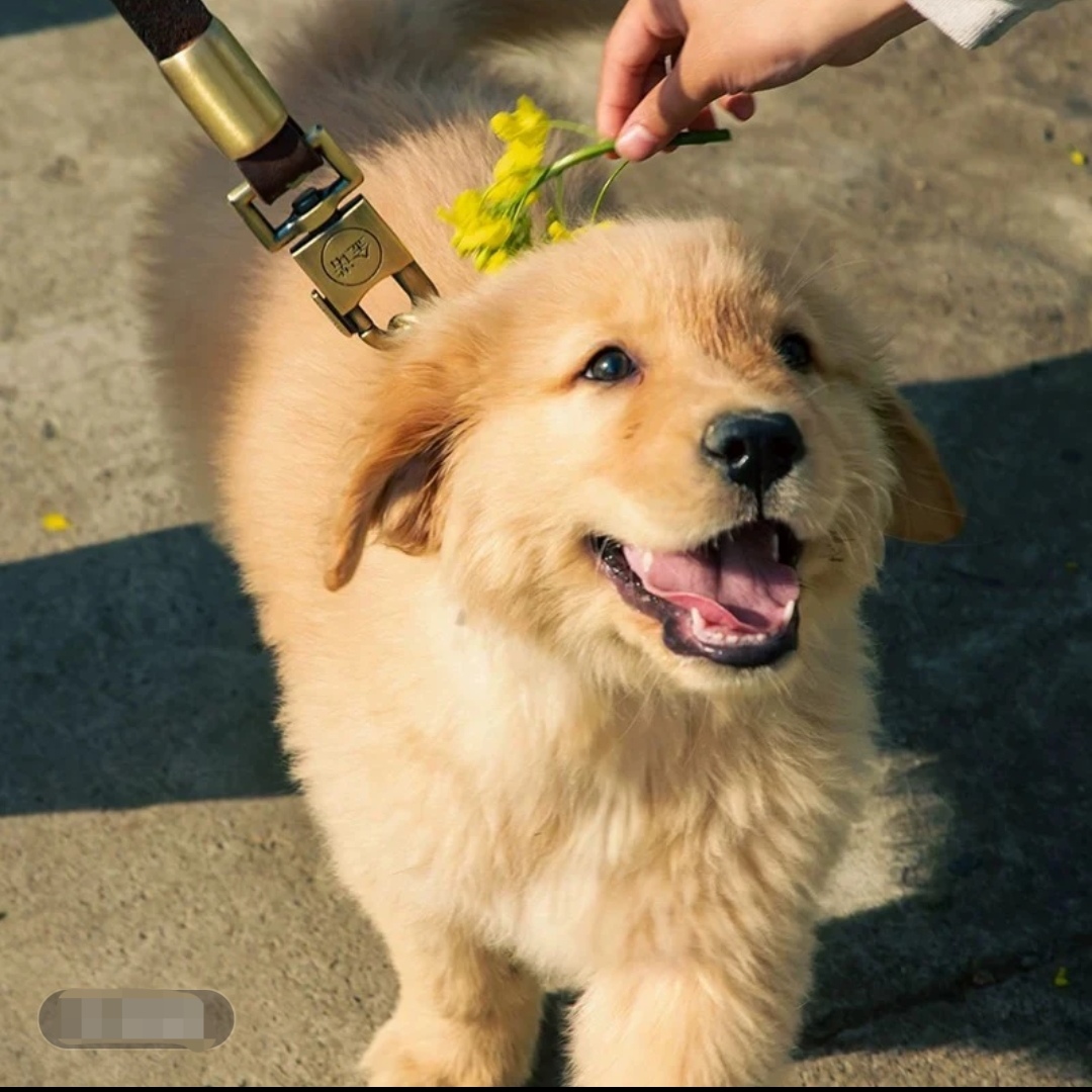 金毛幼犬家庭陪伴犬，以直播间实物为准